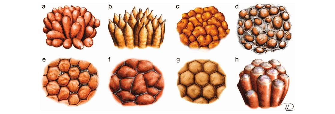 Tubifera ferruginosa